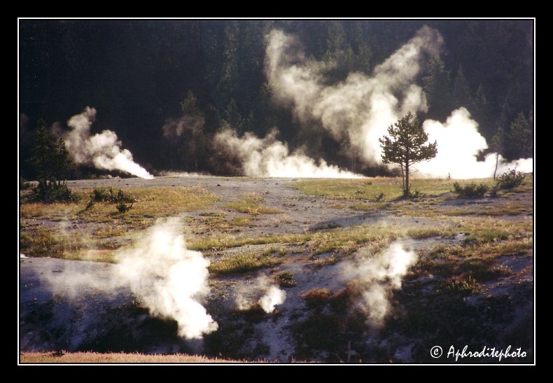 Yellowstone NP